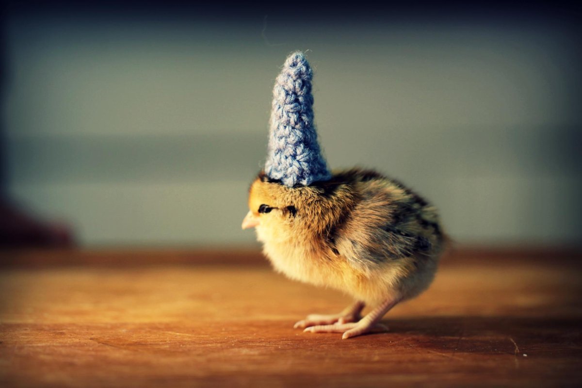 С днем рождения курица