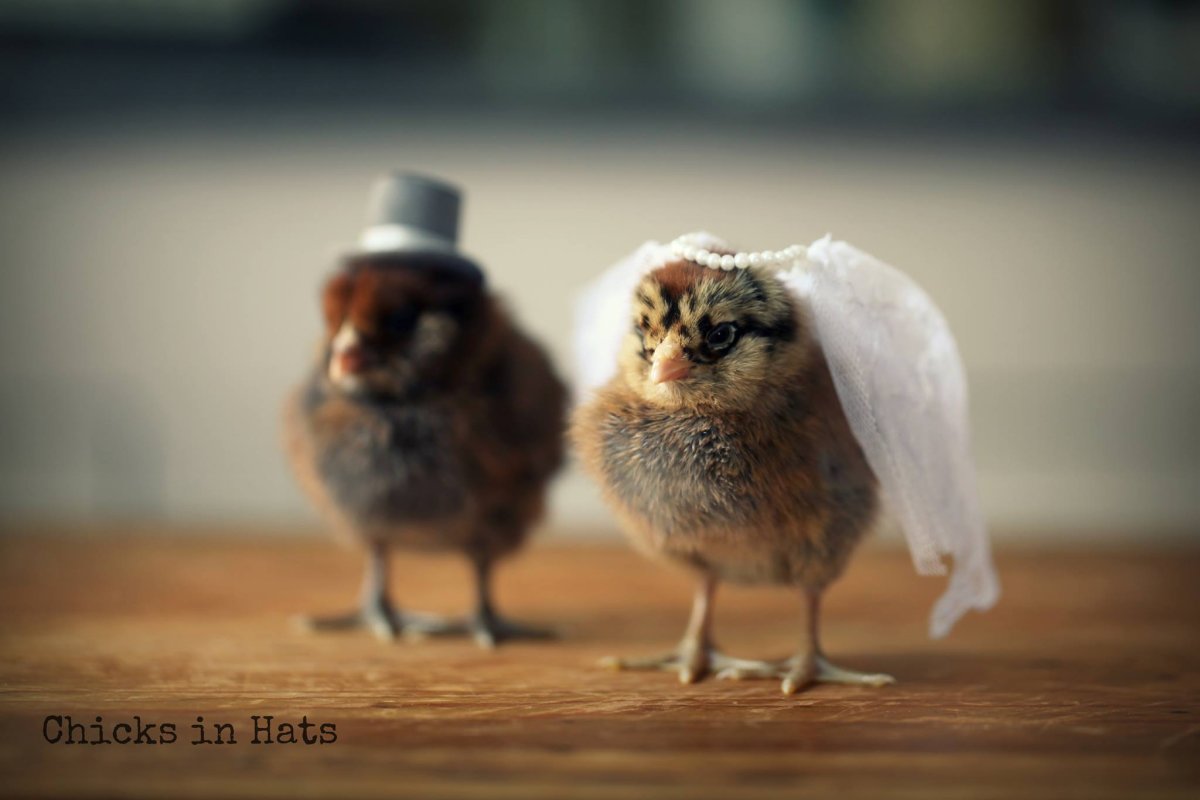 Смешной цыпленок