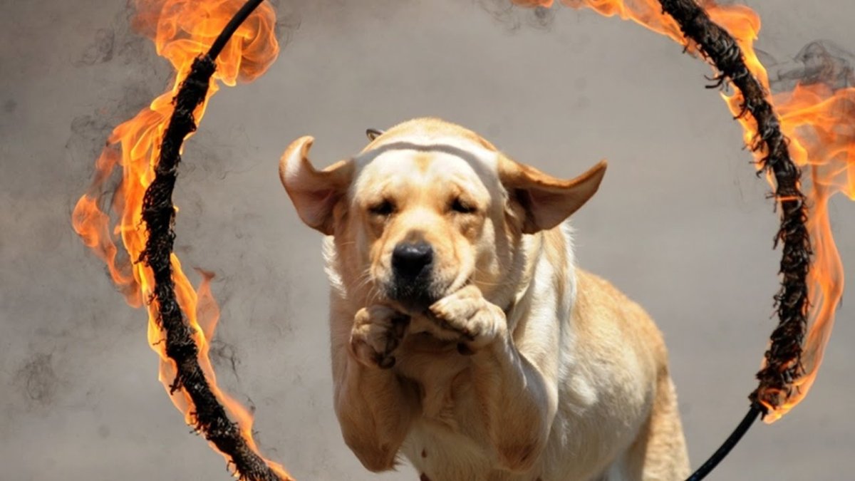 Волк демон Анубис