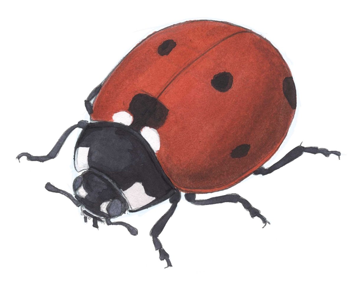 Жук семиточечник