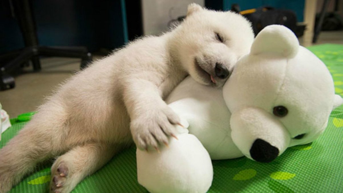 Мишка и зайчик спят