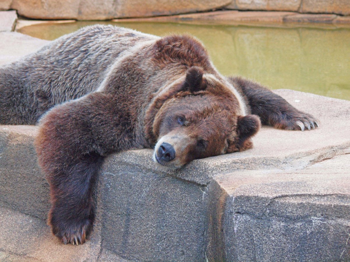 Белый мишка спит в цветах