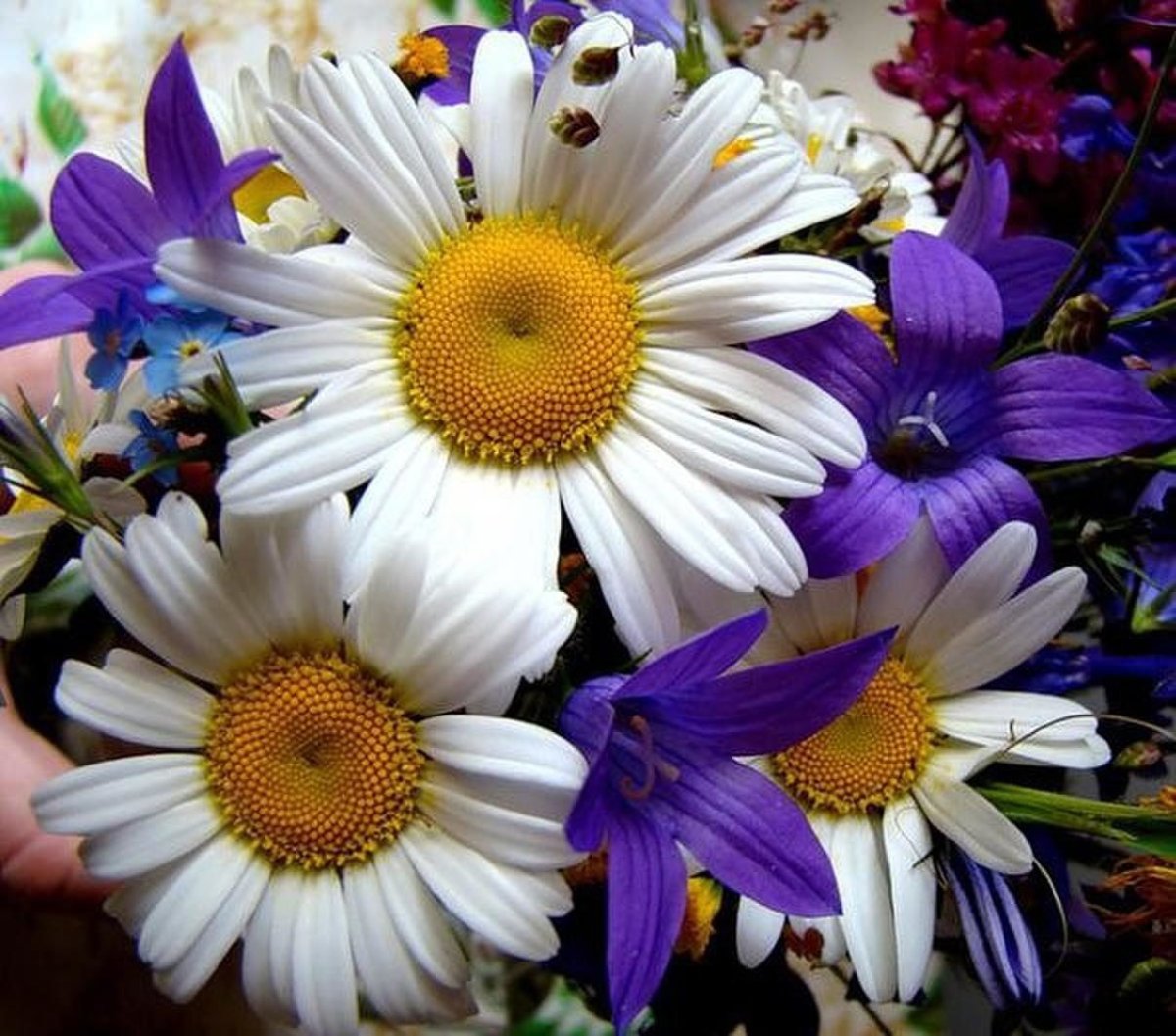 Красивые ромашки и колокольчики