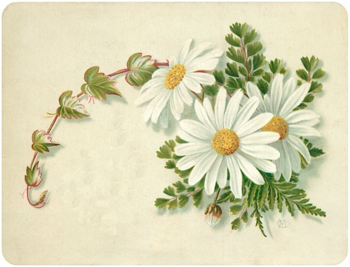 Винтажные ромашки