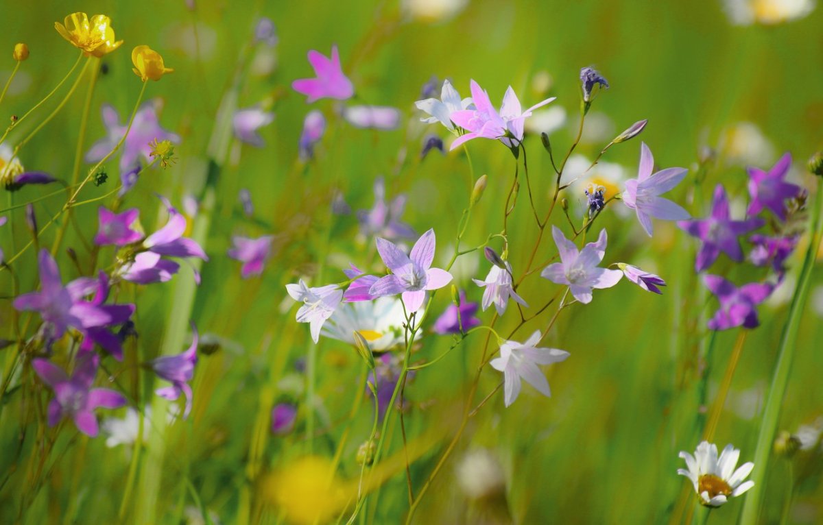Колокольчик Луговой цветок