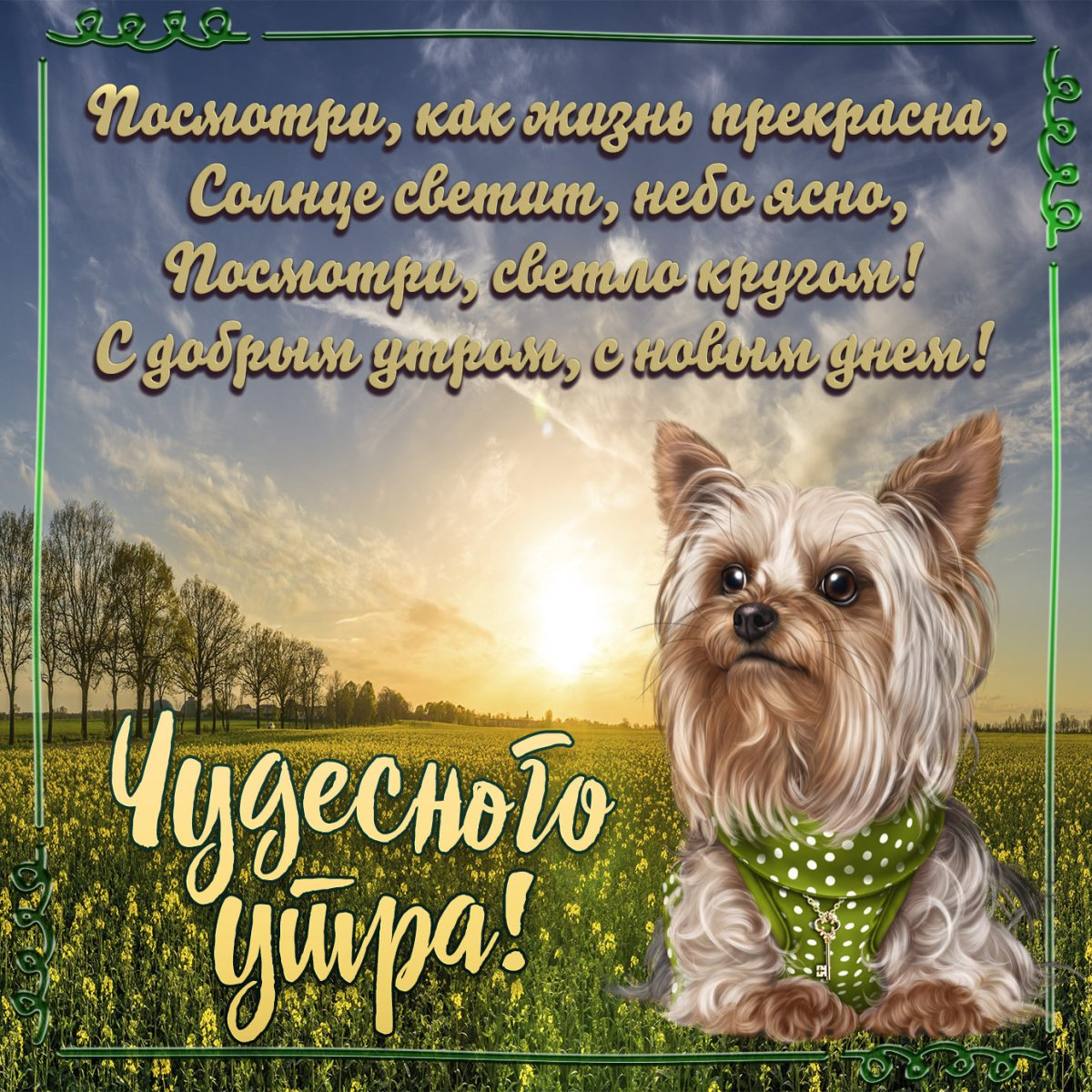 Пожелания доброго дня с собаками