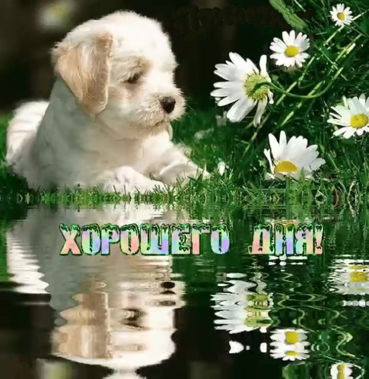 Приветствие с добрым днем