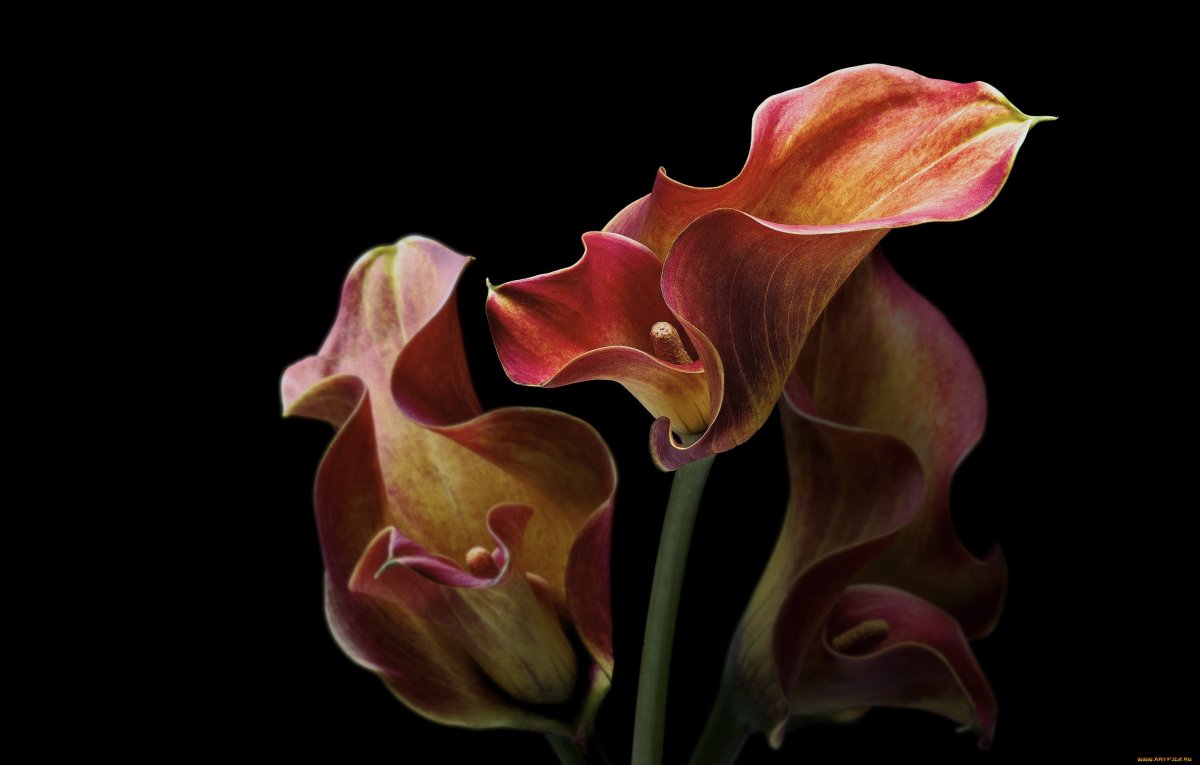 Каллы цветы Эстетика