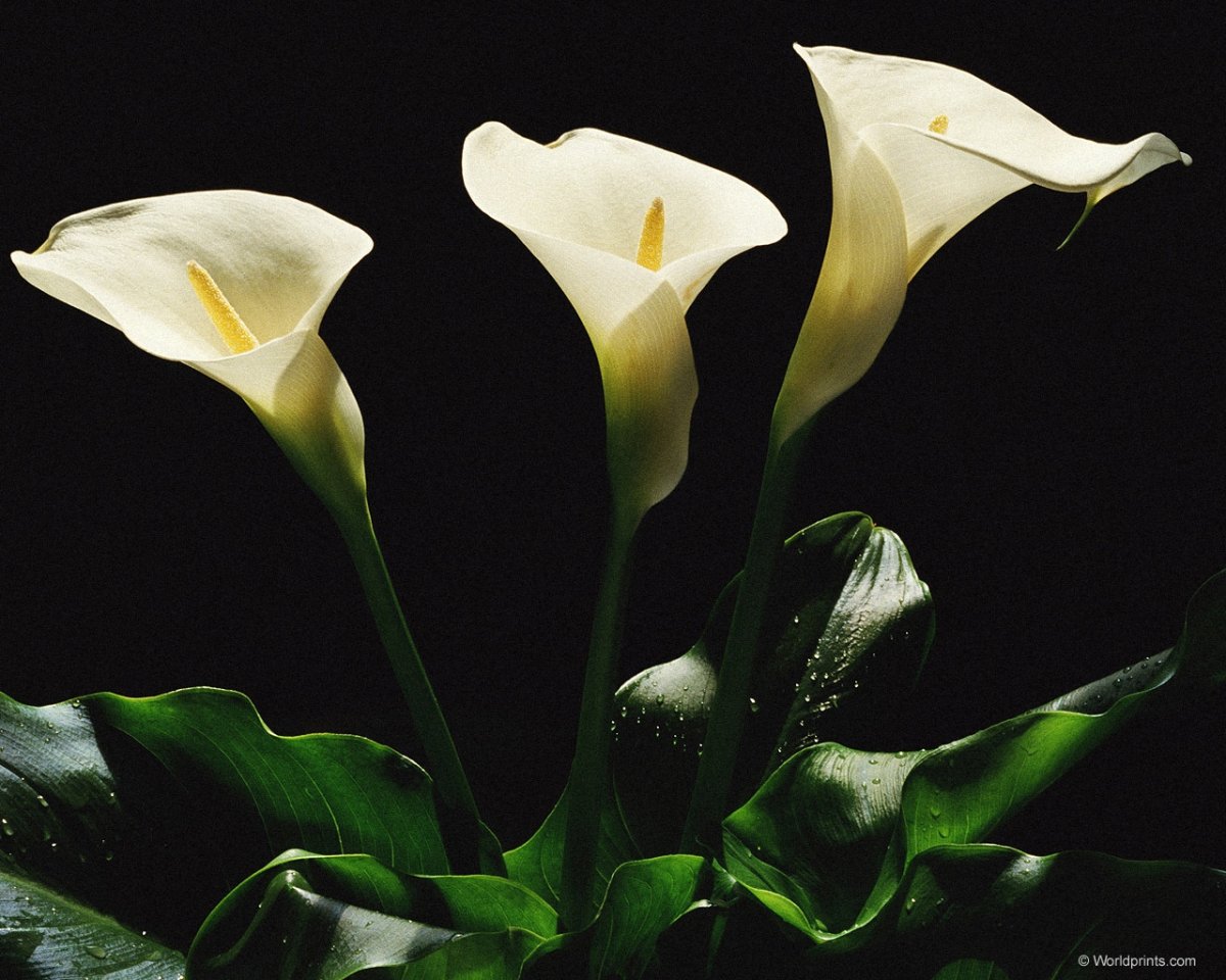 Калла Уайт презент