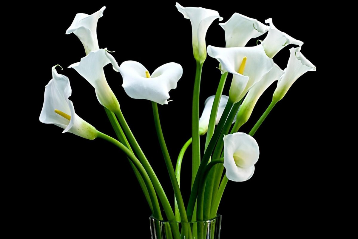 Каллы похоронные цветы