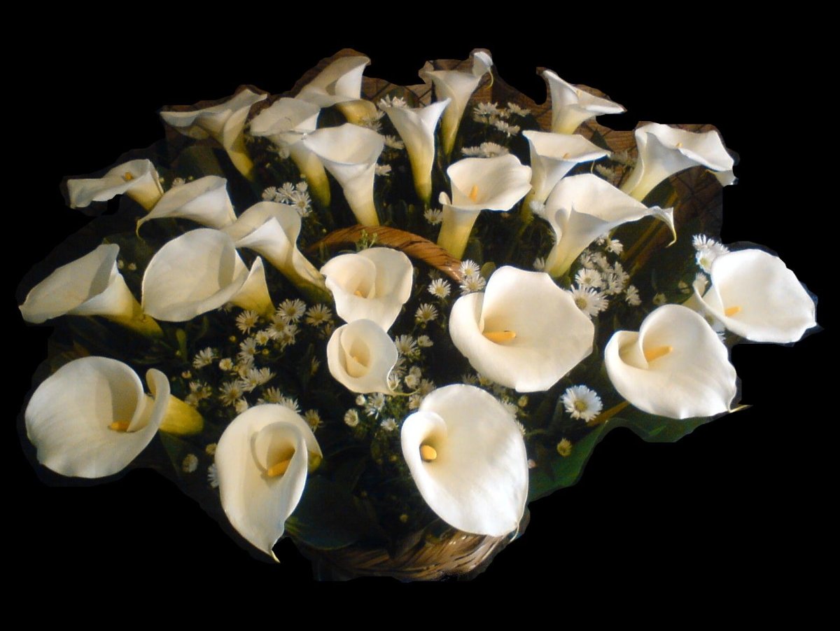 Доброе утро цветы каллы