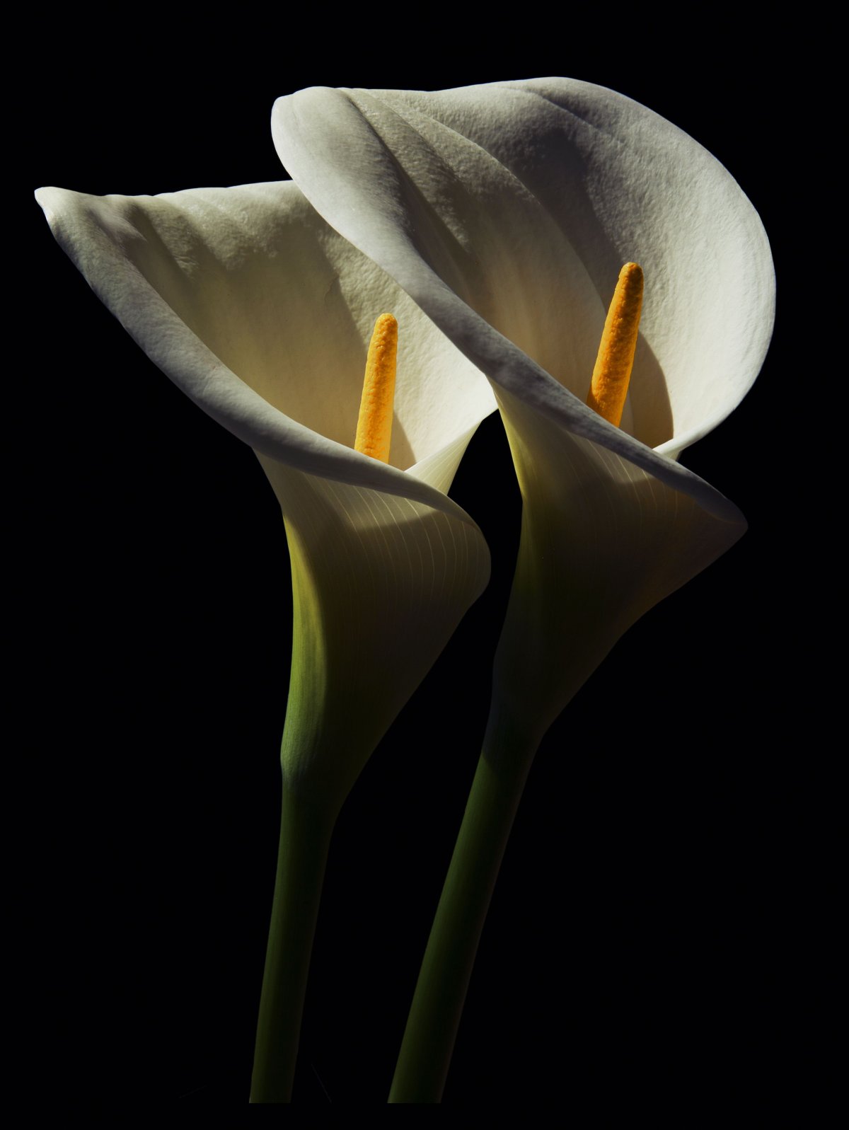 Коала черная цветок