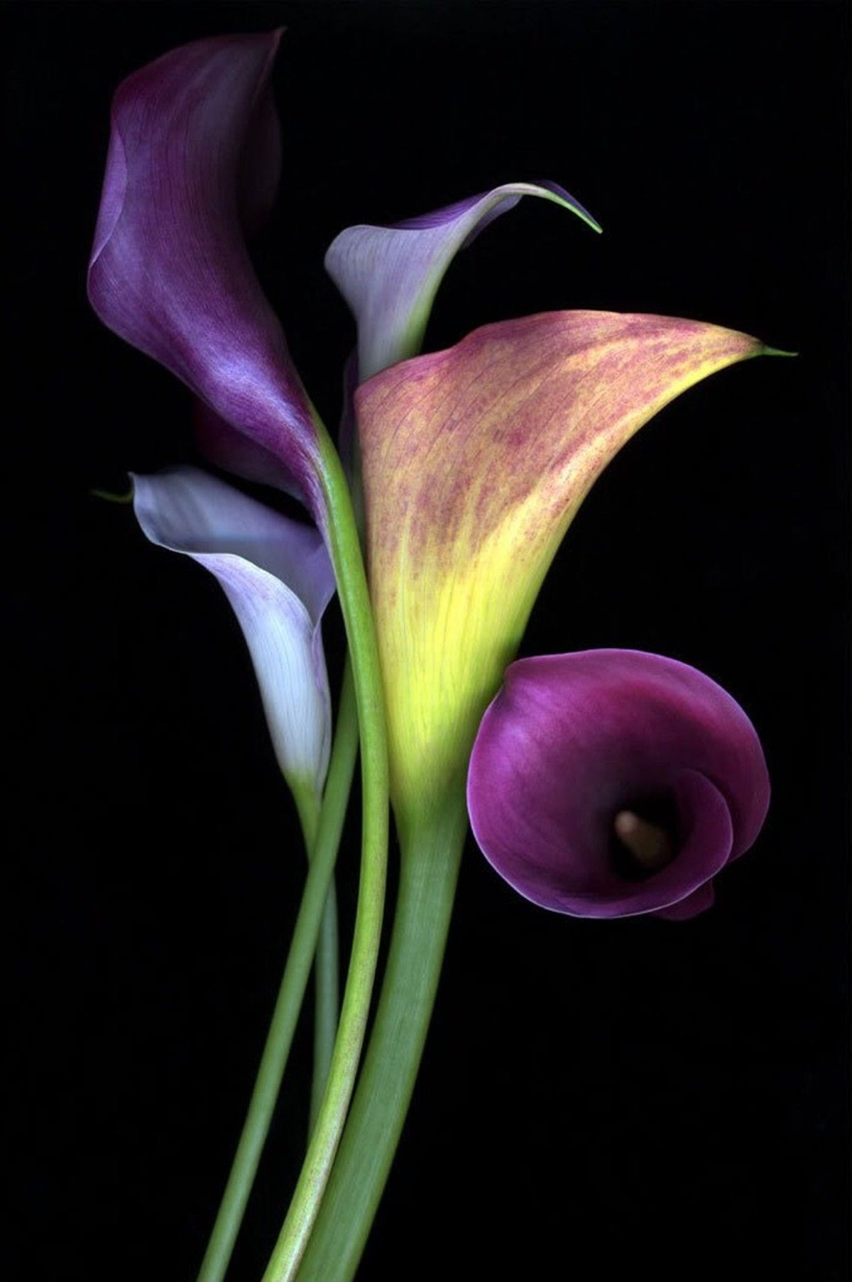 Калла Schwarzwalder