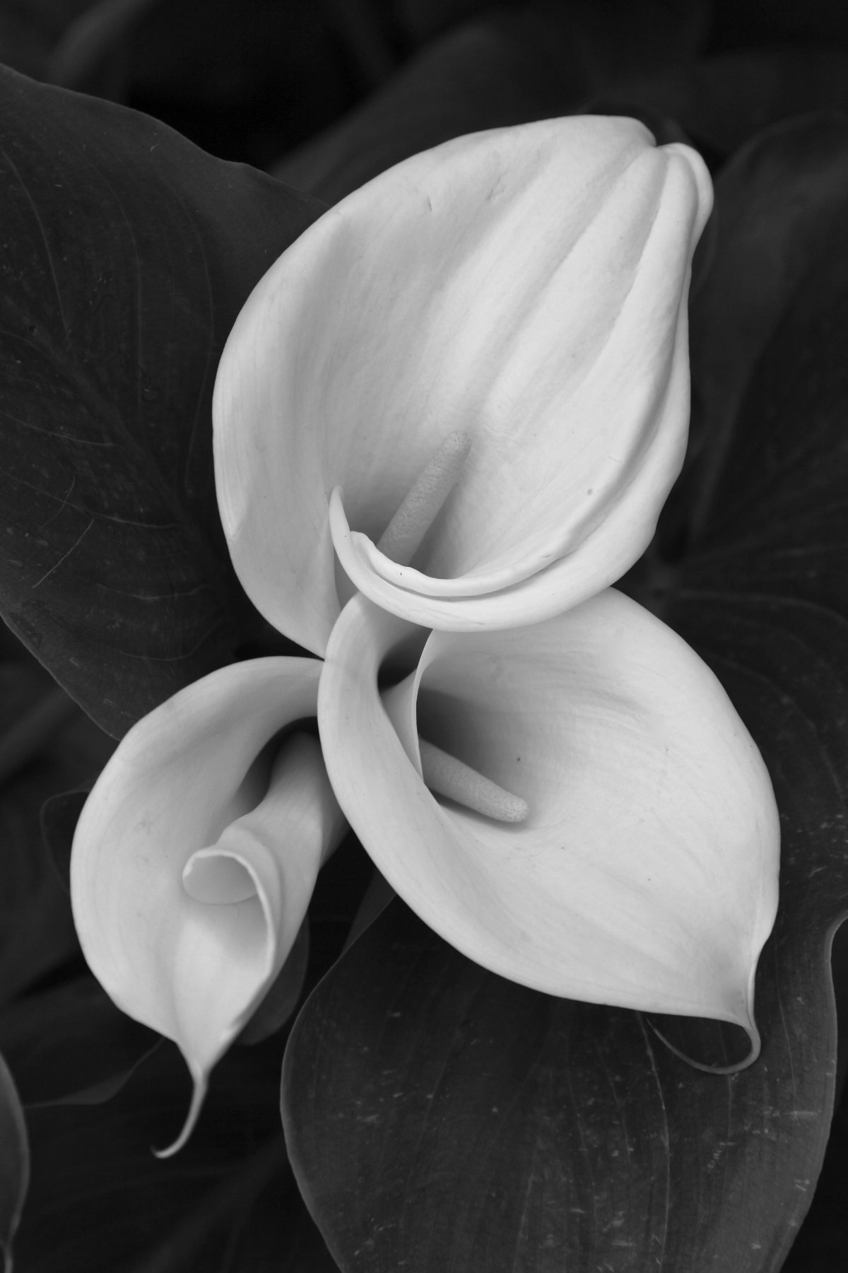 Черно-белый цветок