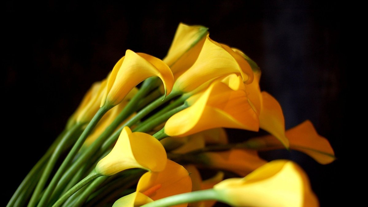 Цветы каллы жёлтые