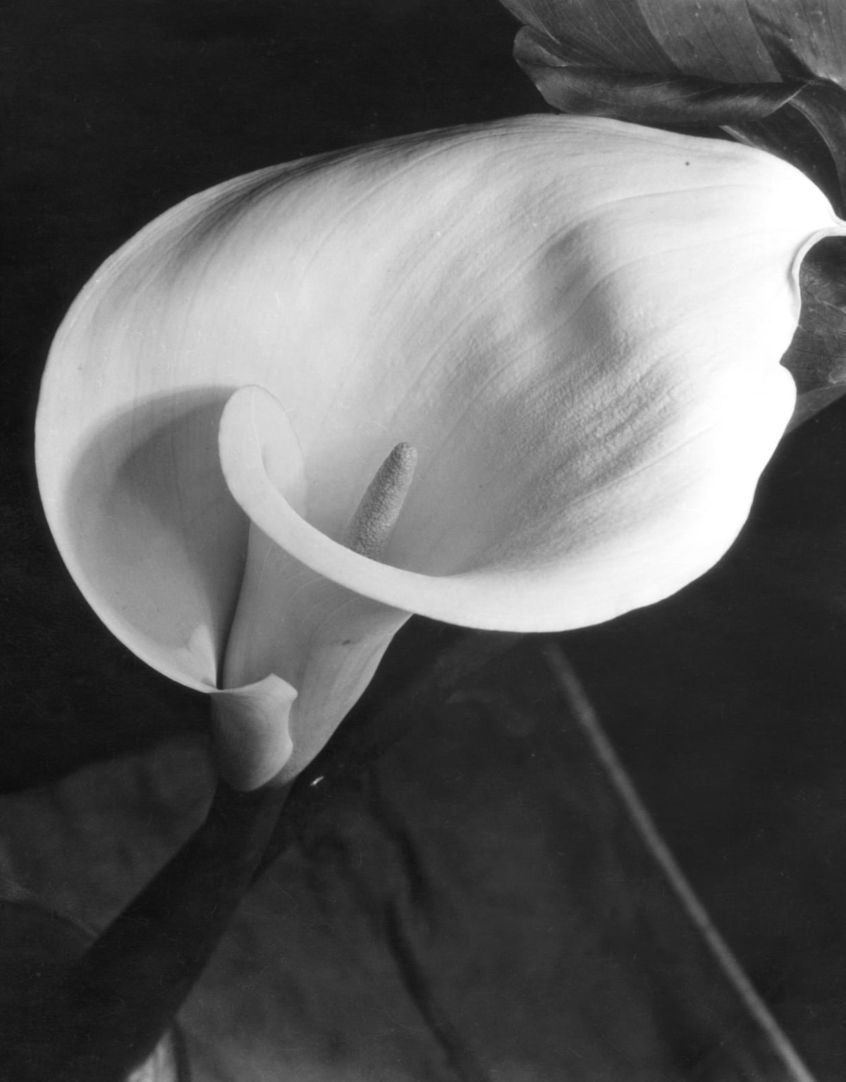 Калла Канна