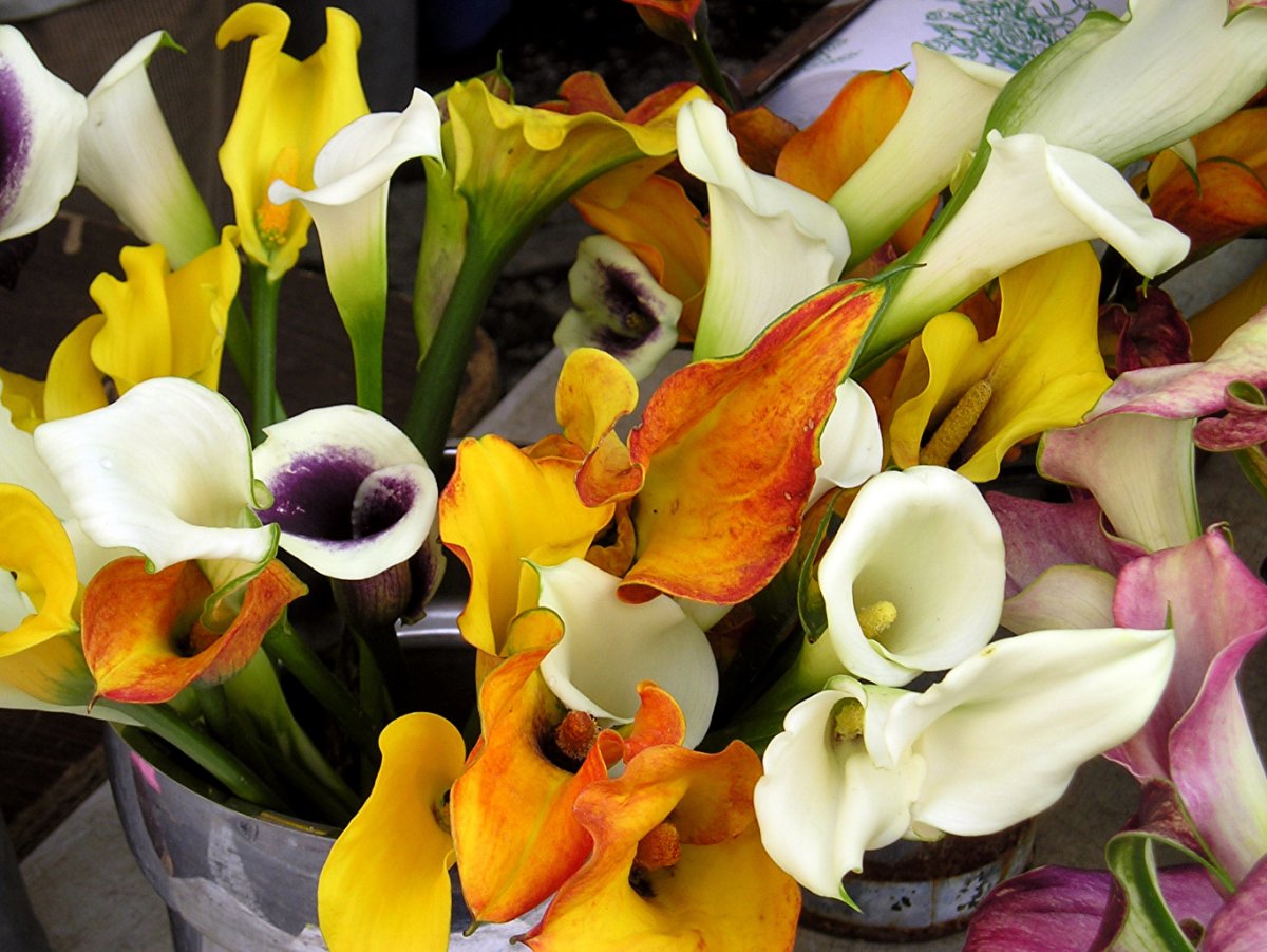 Калла Бразилия