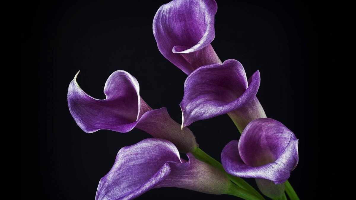 Калла аметист