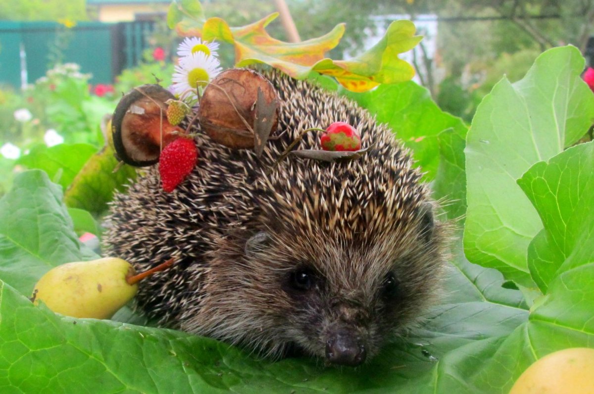 Ежик с ягодами