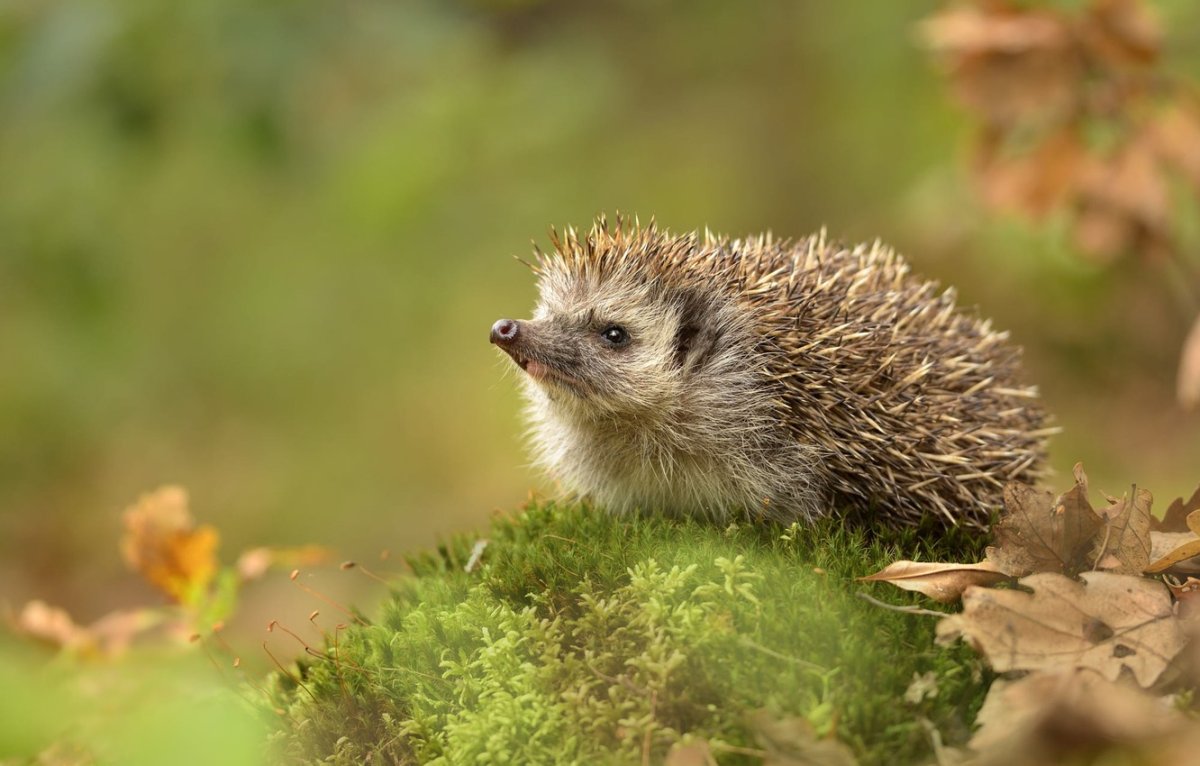 Ежик с боку