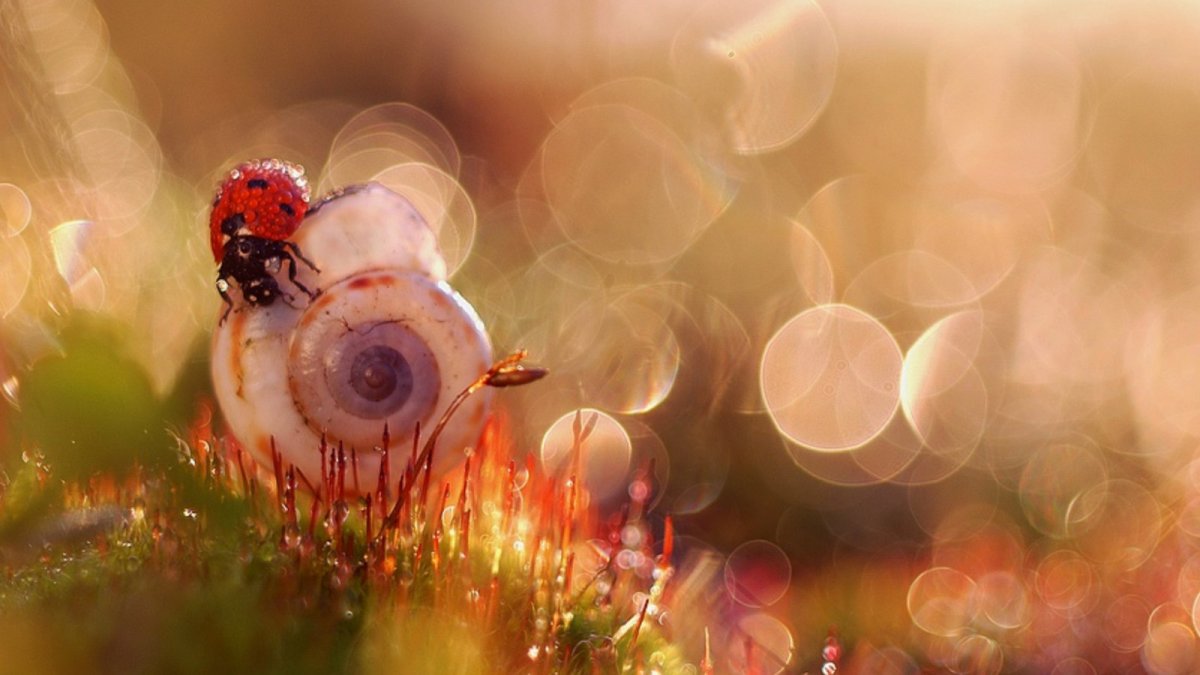 Сказочные мгновения