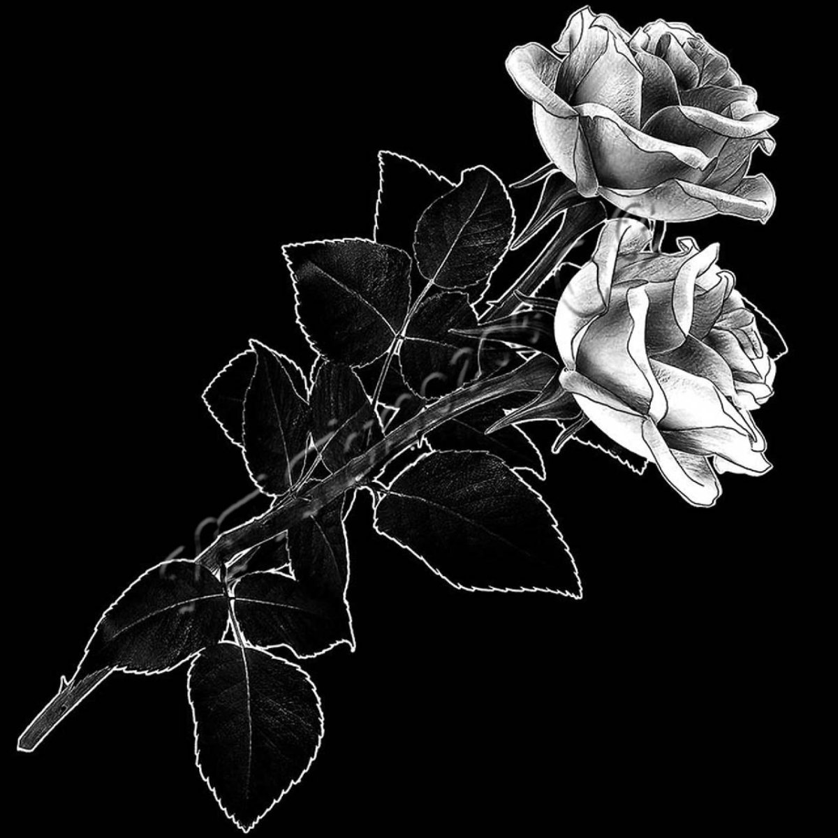 Розы для гравировки на пам