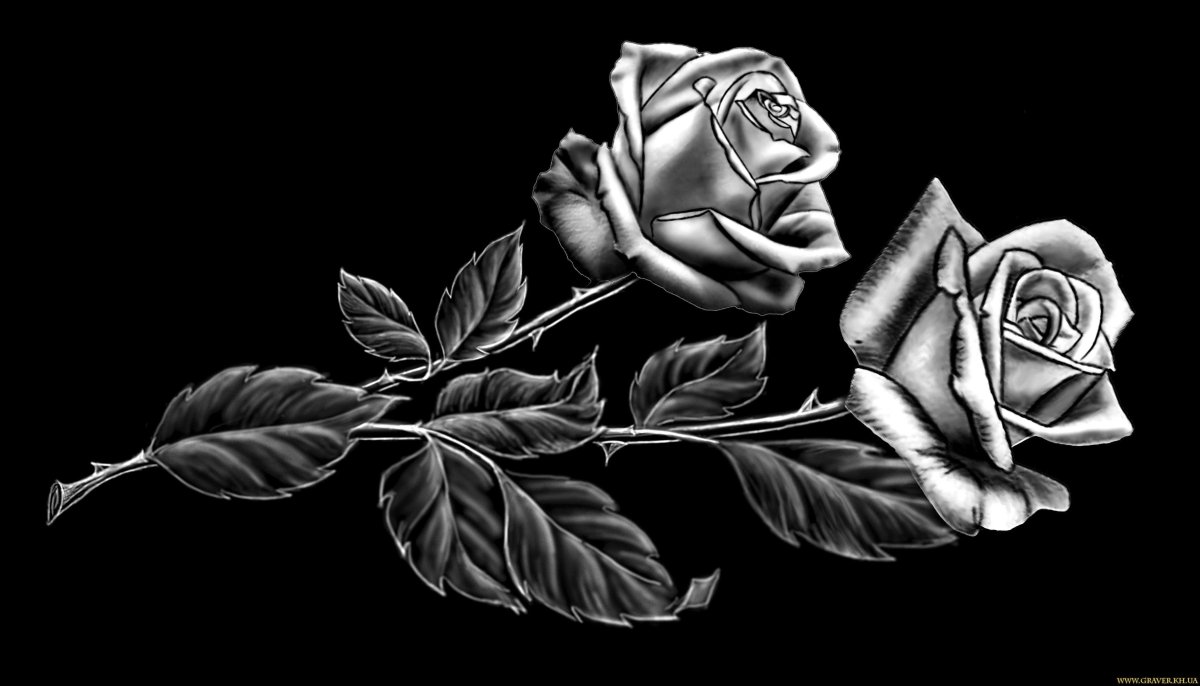 Контур розы на черном фоне