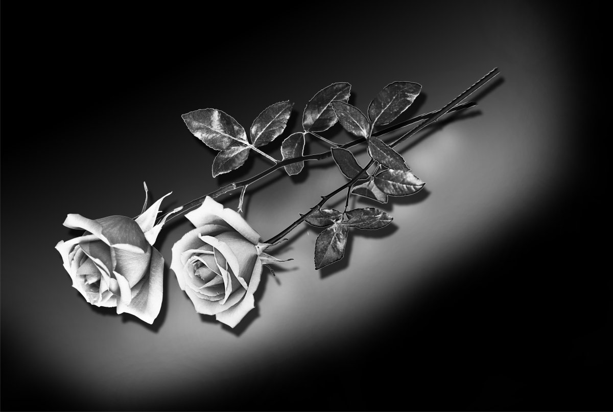 Розы для гравировки