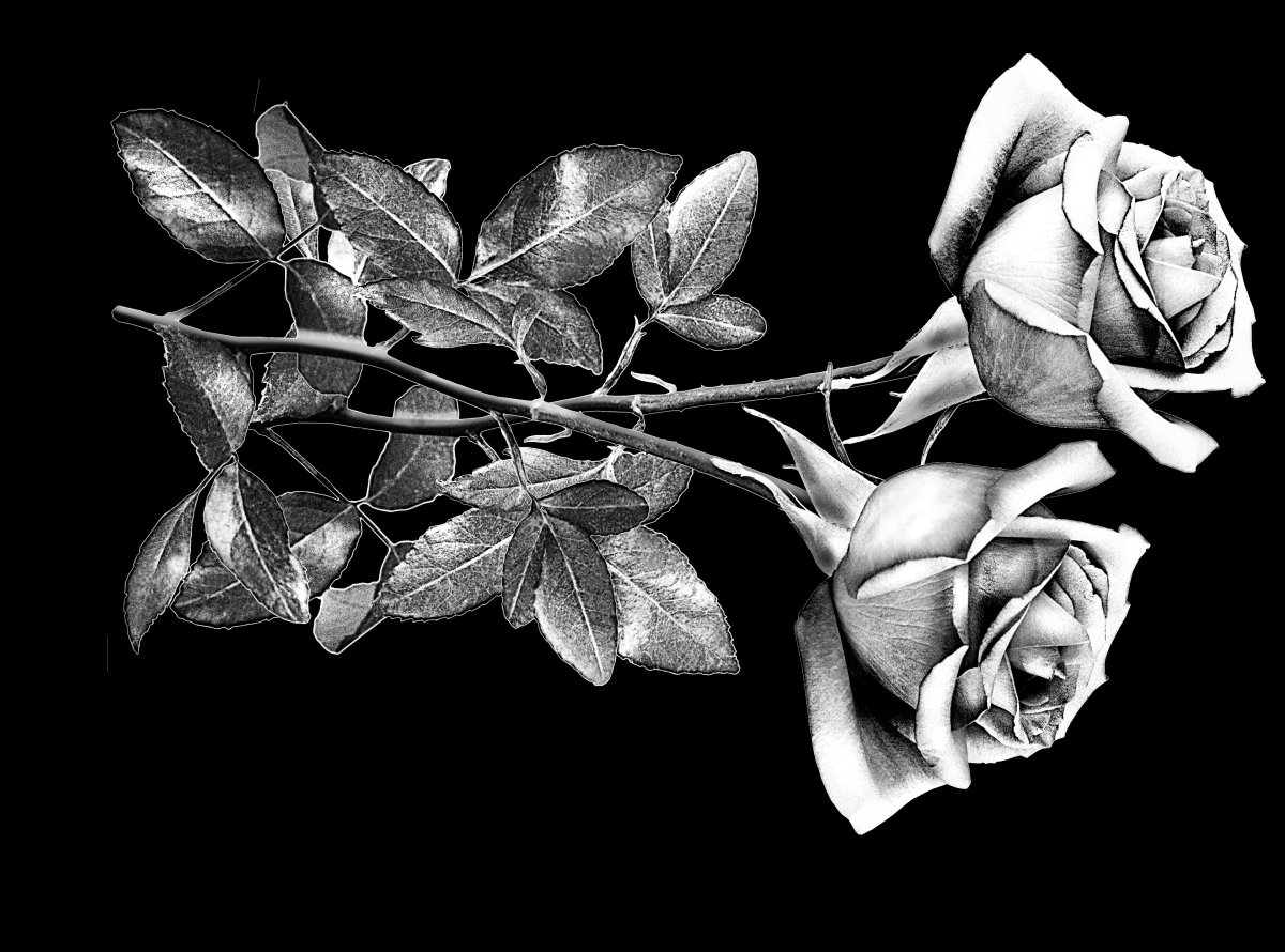 Розы для гравировки