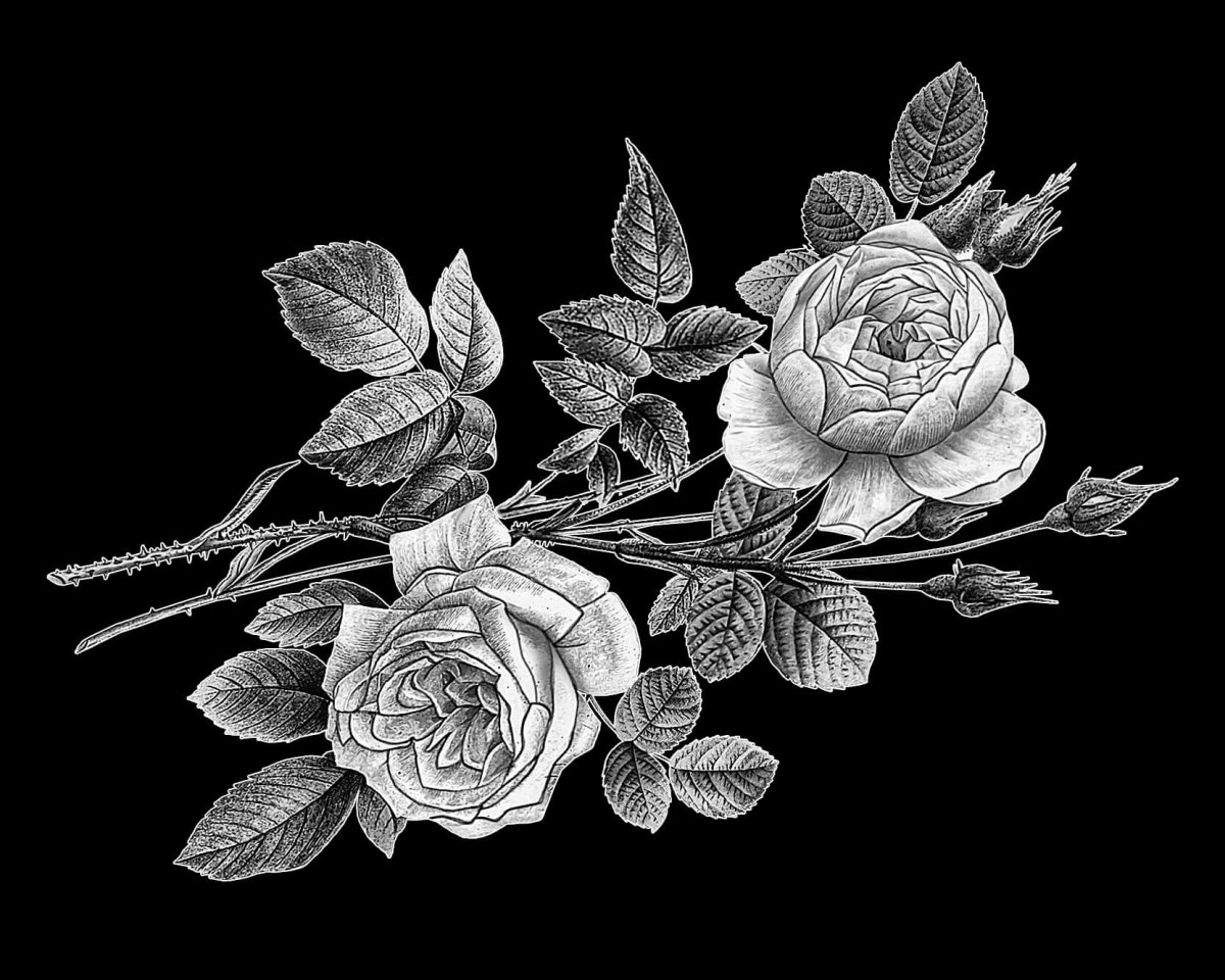 Розы для гравировки на памятниках