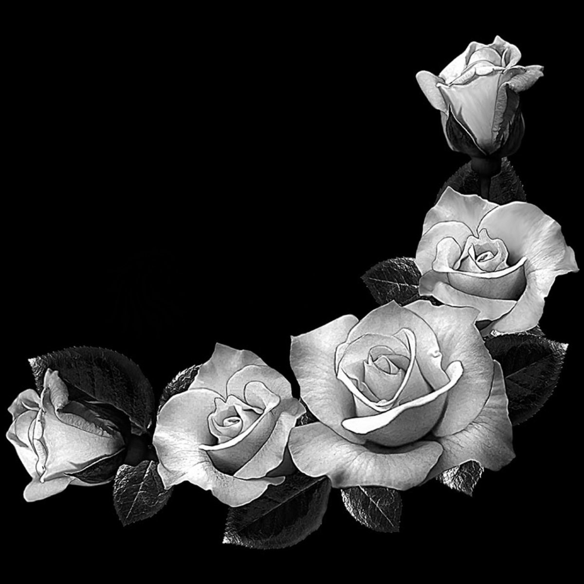 Розы для гравировки