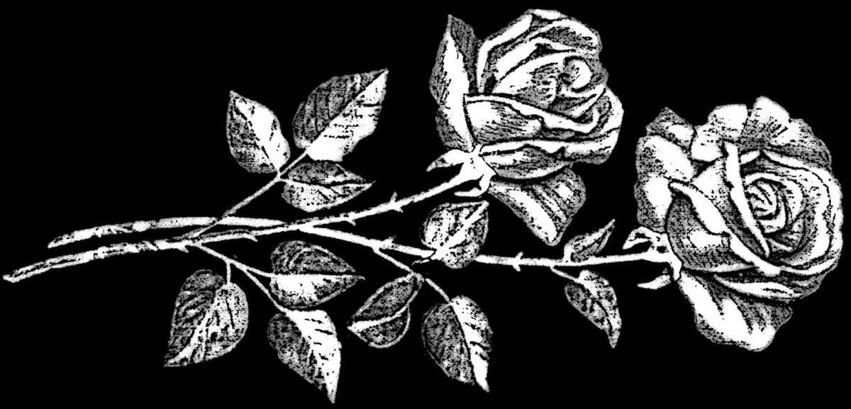 Розы для гравировки
