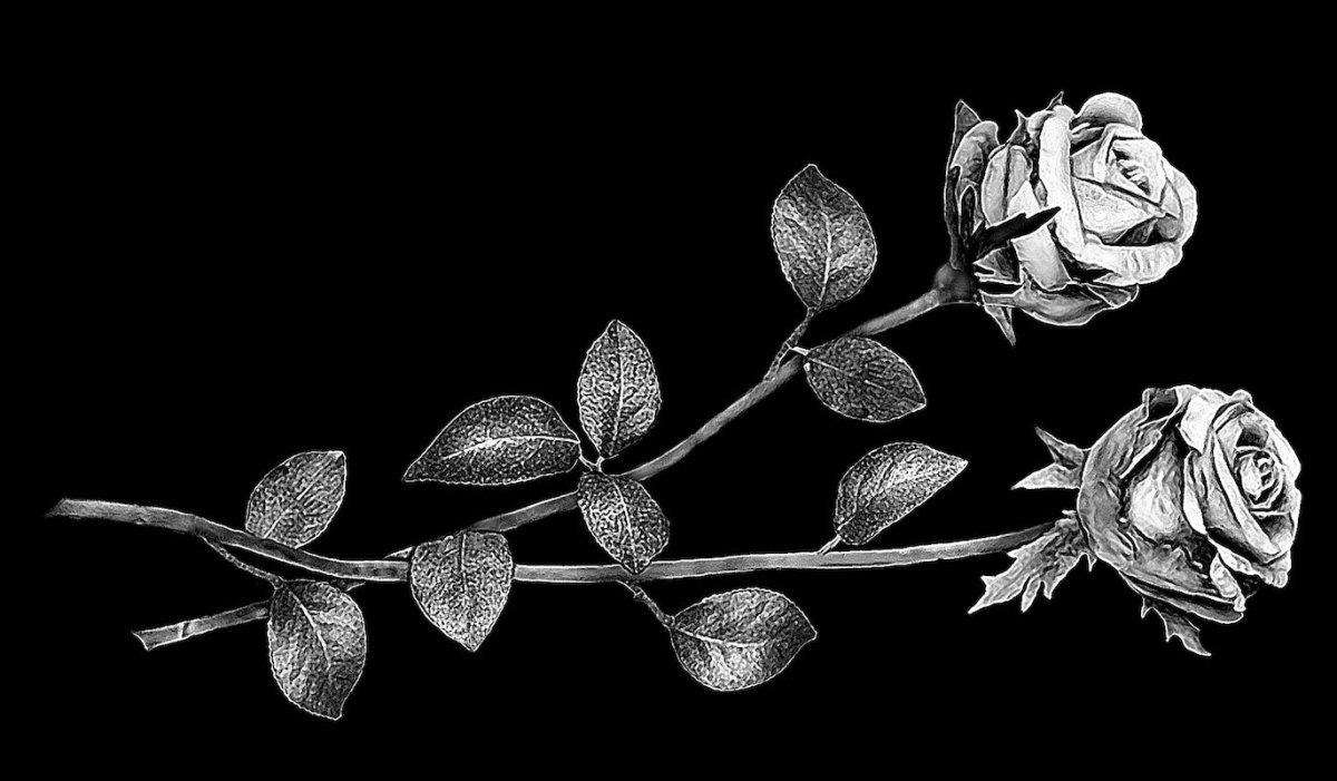 Распустившиеся розы для гравировки