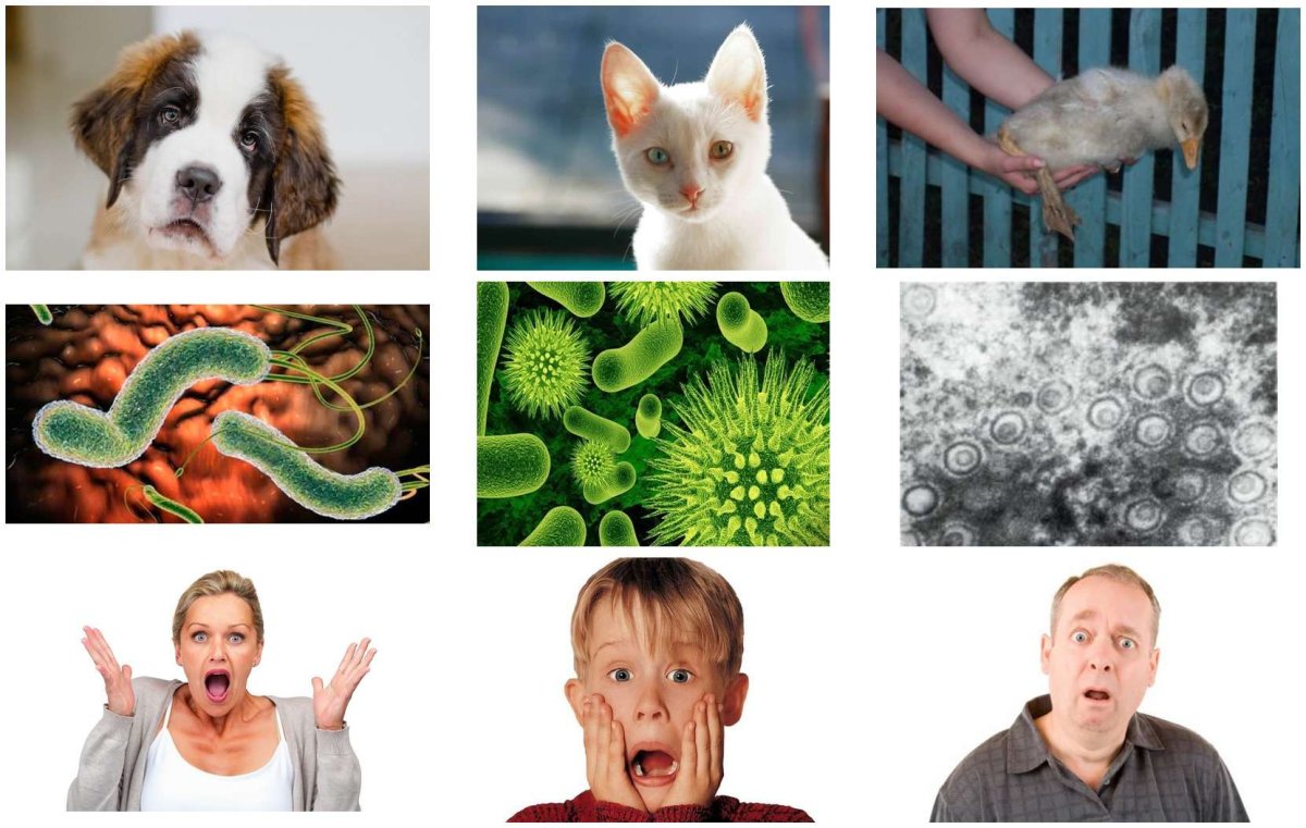 Заразные болезни животных