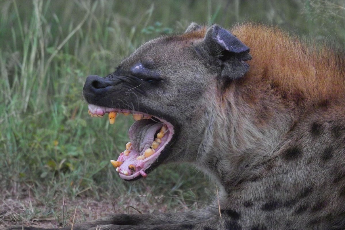 Животные гермафродиты гиены