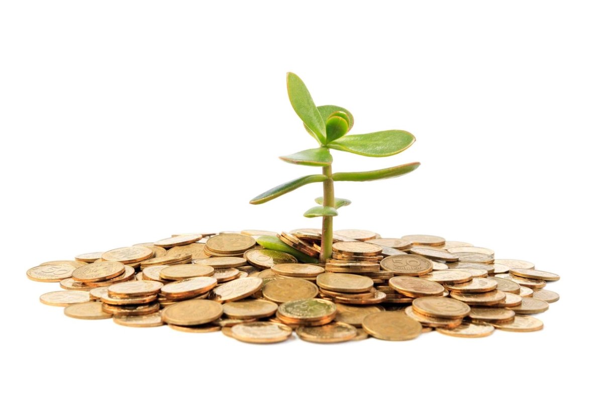 Денежное дерево финансовая грамотность