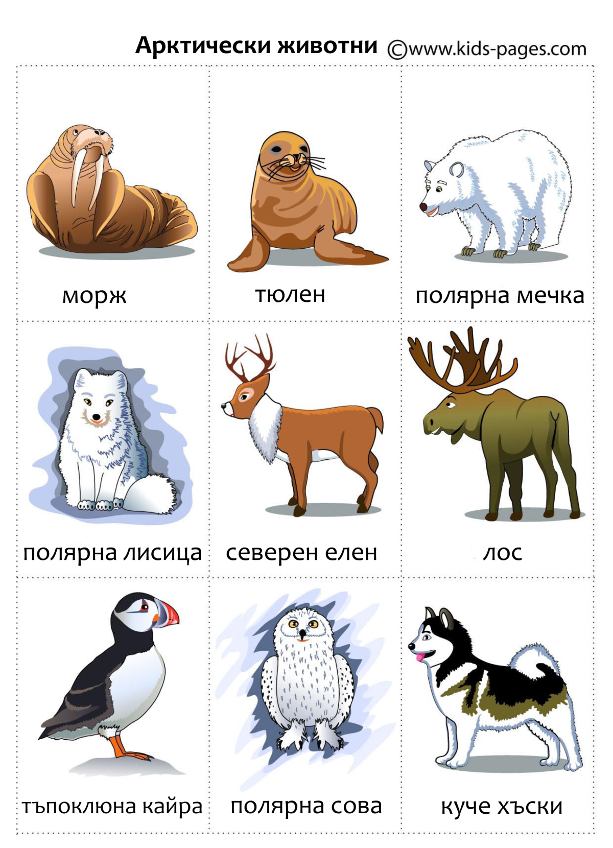 Карточки животные Арктики