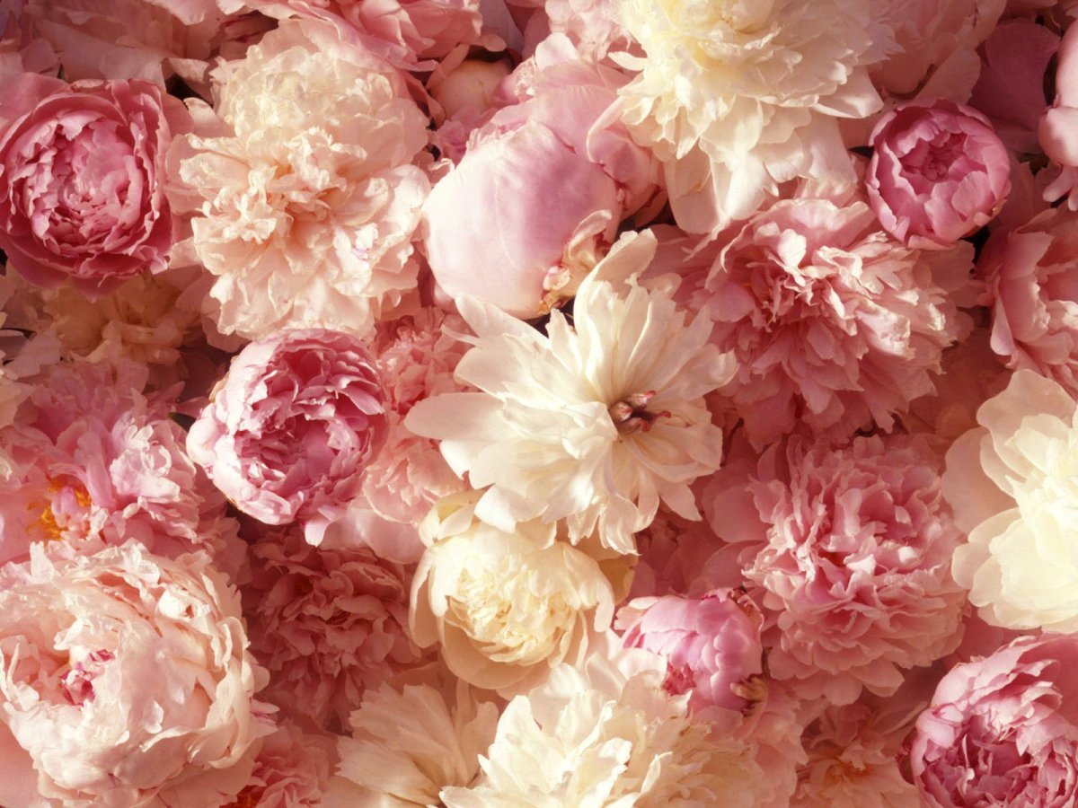 Рисунки в пастельных тонах