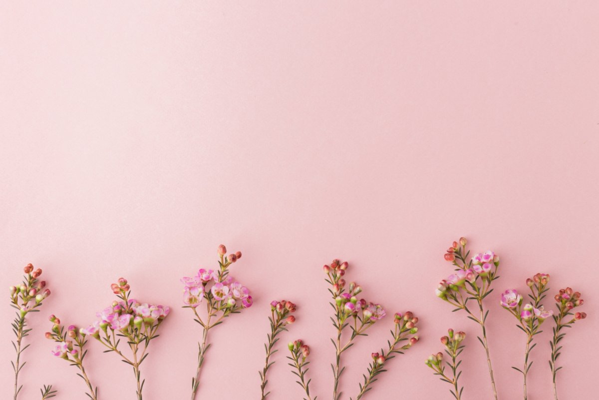 Пудровые пионы