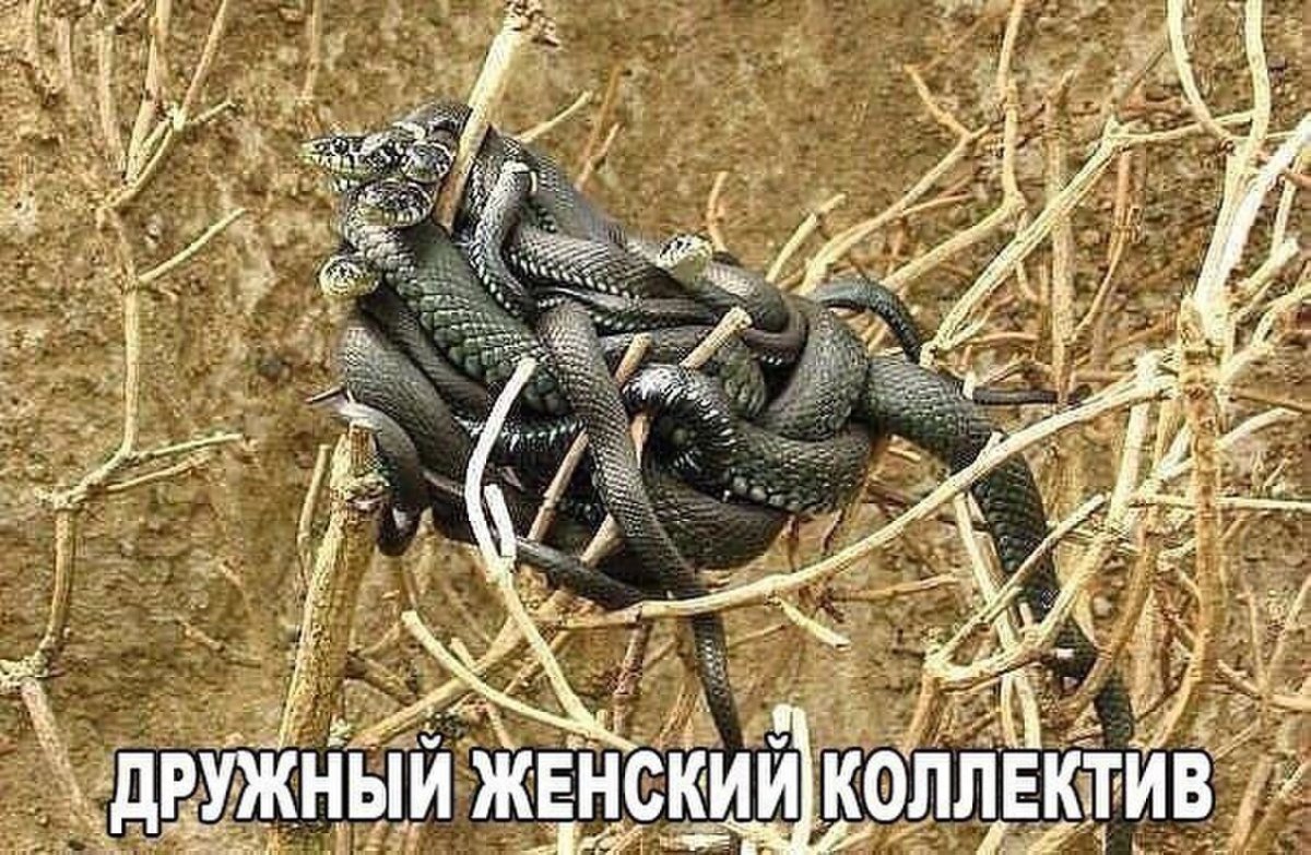 Змеиный клубок женский коллектив