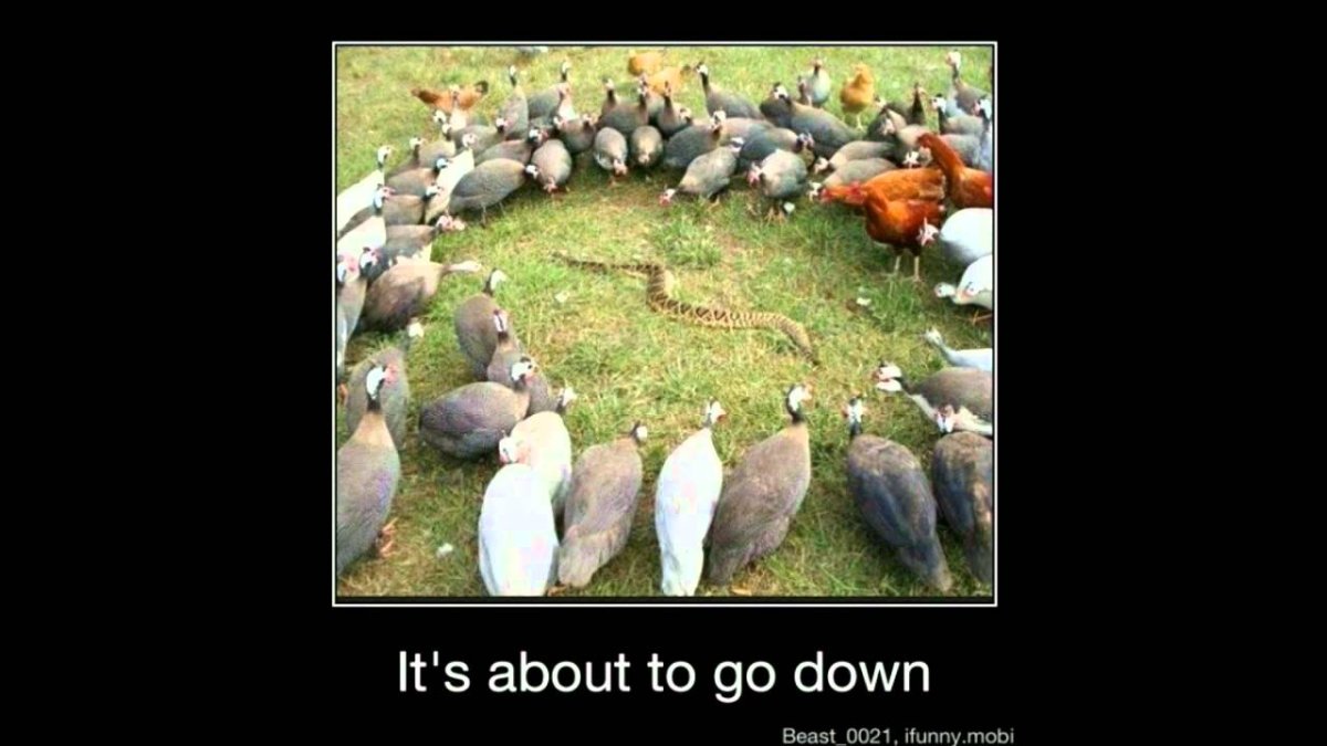 Женский коллектив демотиваторы