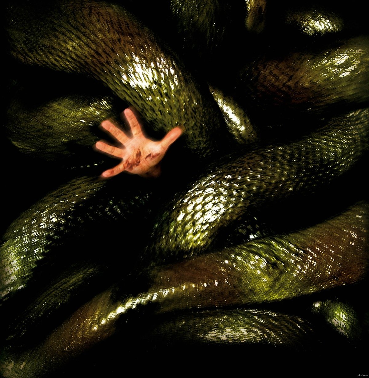 Анаконда 2 охота