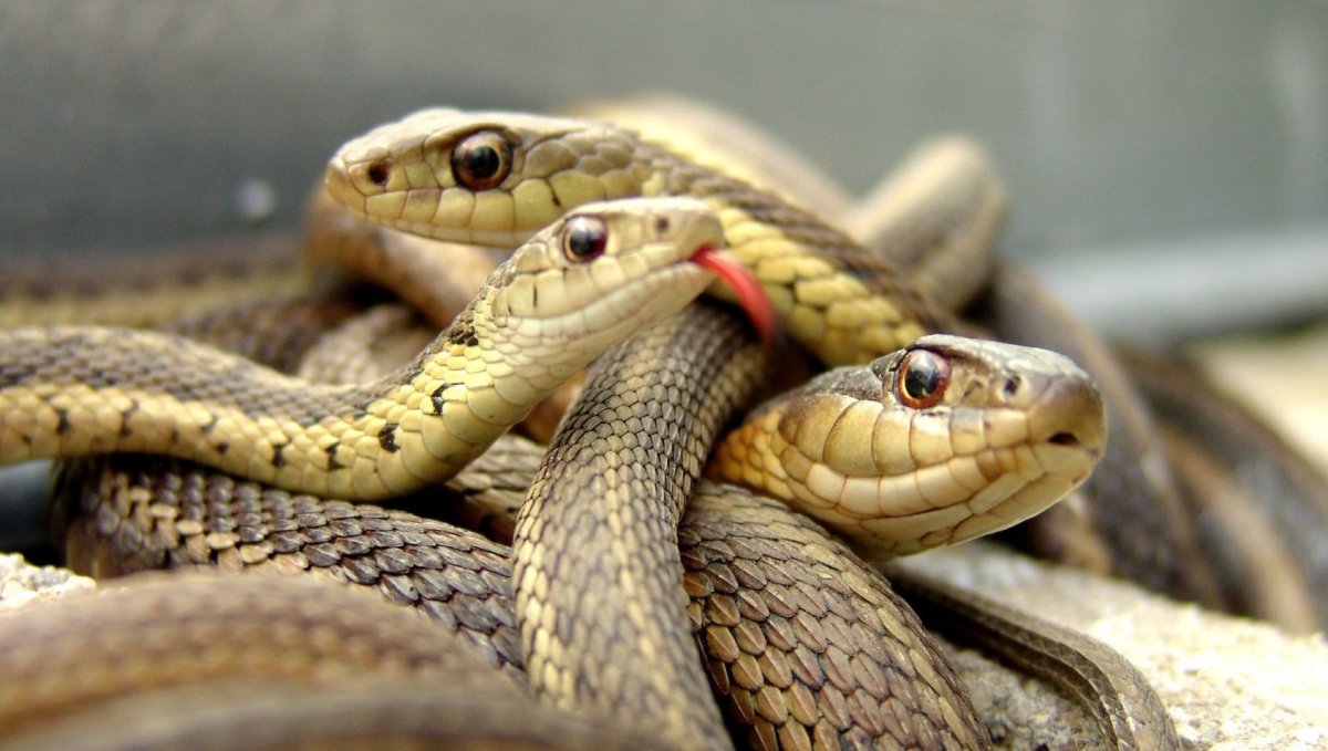 Объявление Адская работа