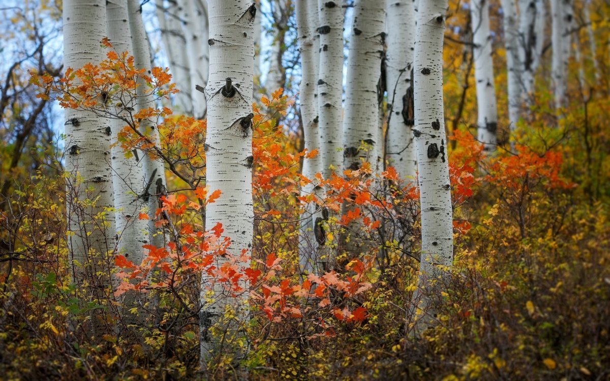 Березовая роща осенью