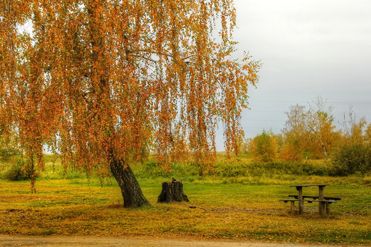 Береза повислая осень