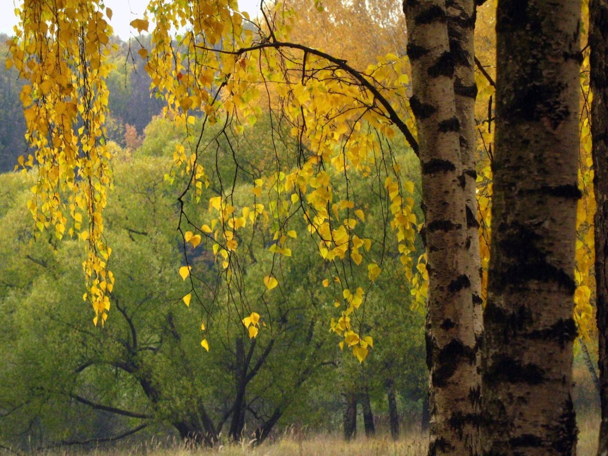 Осенняя береза плакучая