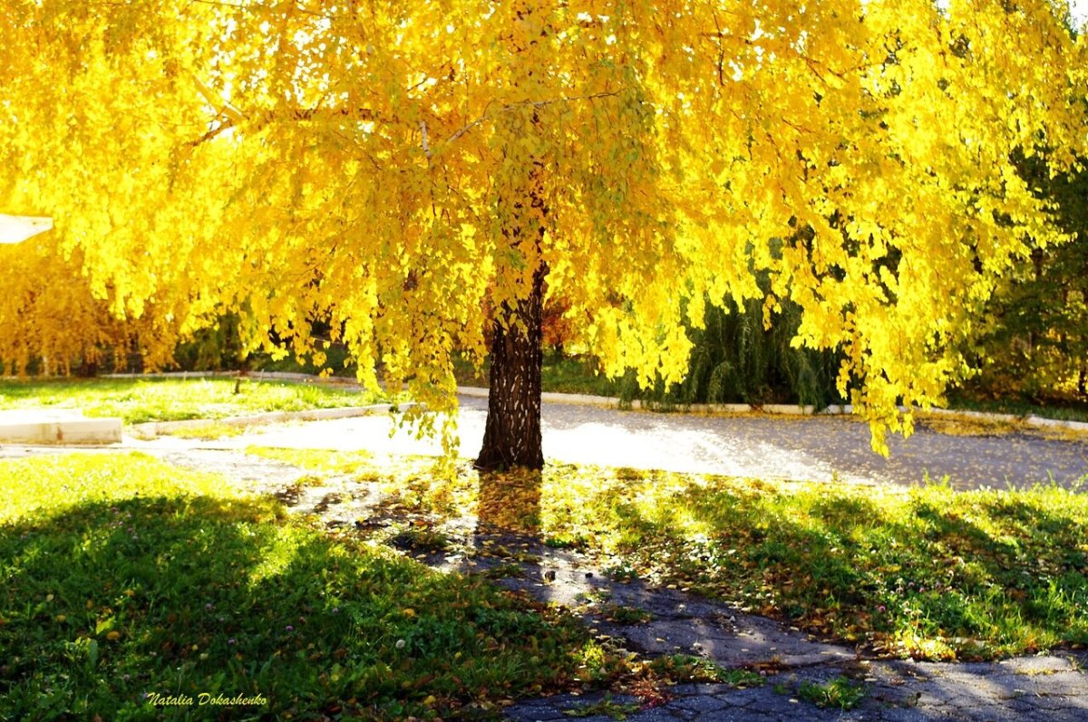 Осень солнце