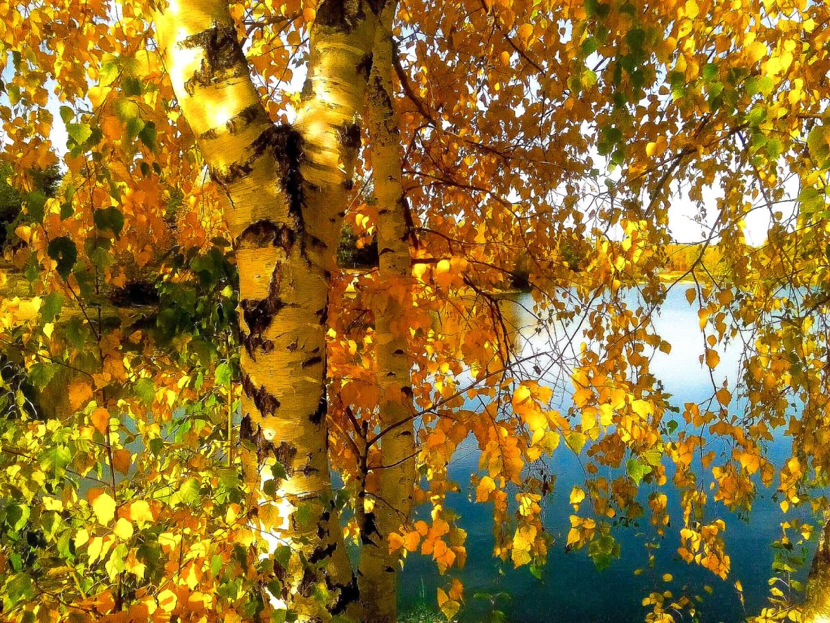 Осенняя Березовая даль