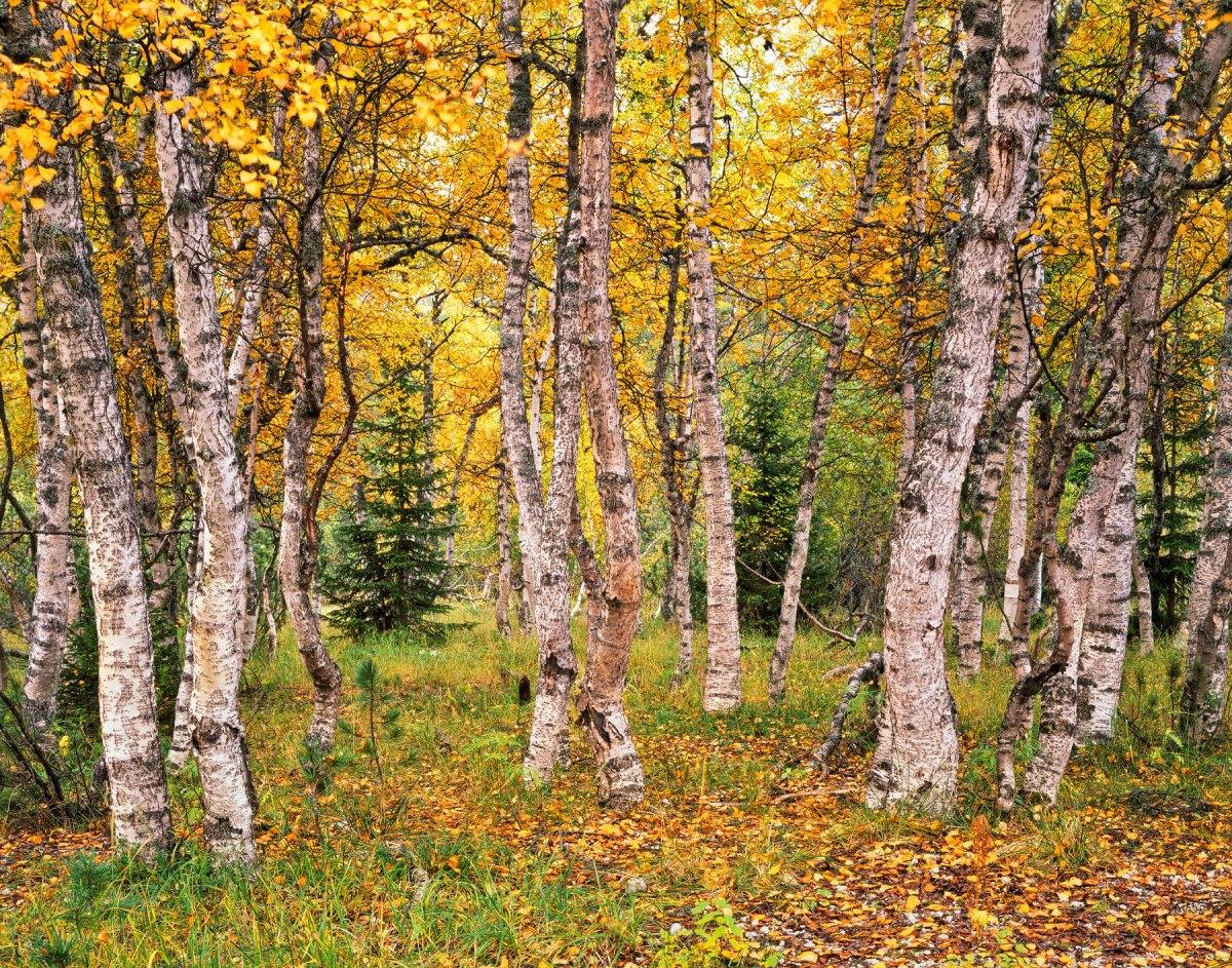 Осенний березовый лес