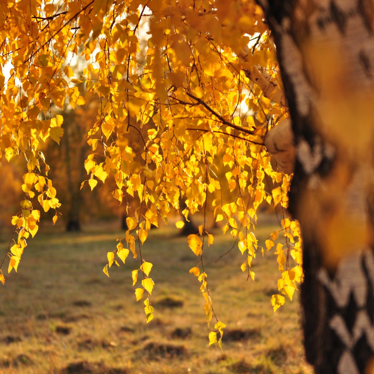 Осень желтым листопадом